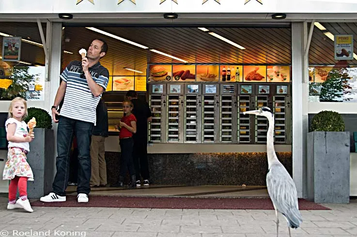 Herons Eat at the Local Snack Bar