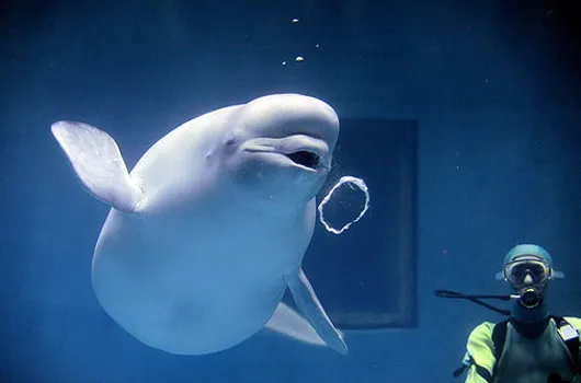 Nature Ludens: The Natural World at Play