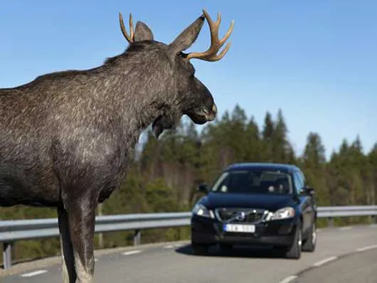 New Volvo Recognizes Shapes of Animals like Deer & Elk to Reduce Crash Impact.