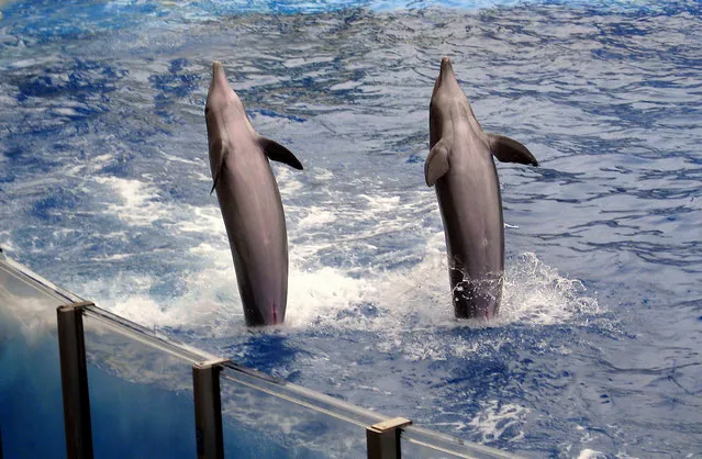 One Generation in, Dolphins Still Transmit Human Tricks
