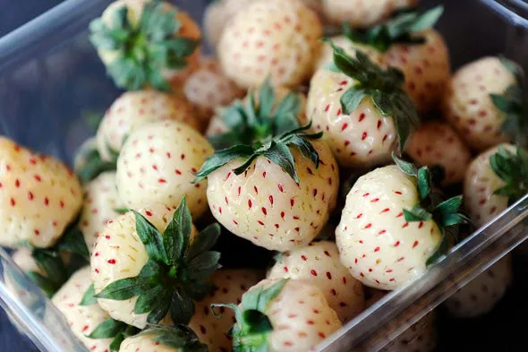 Pineberry™