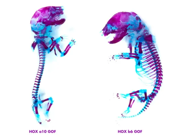 Post Natural Organisms of the EU