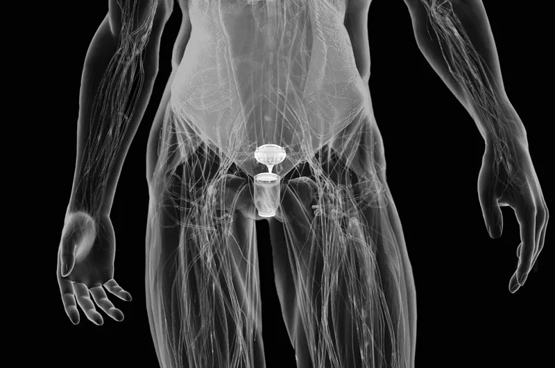 Thirsty? With a Cyborg Bladder, You'll Never Need to Drink