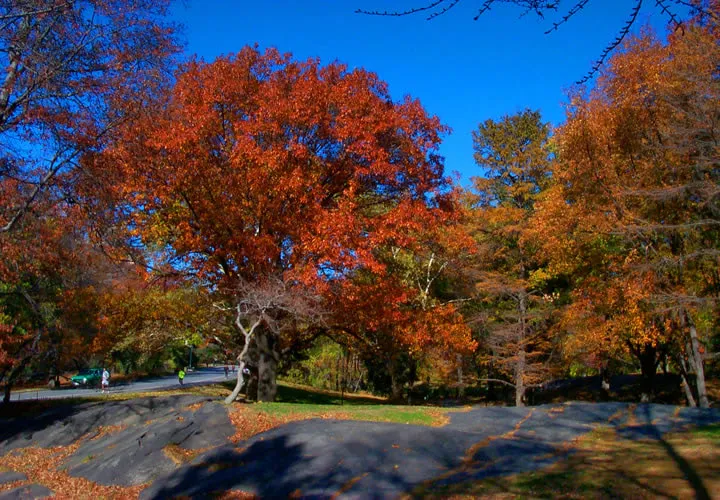 Urban Heat Causes Trees to Grow Faster