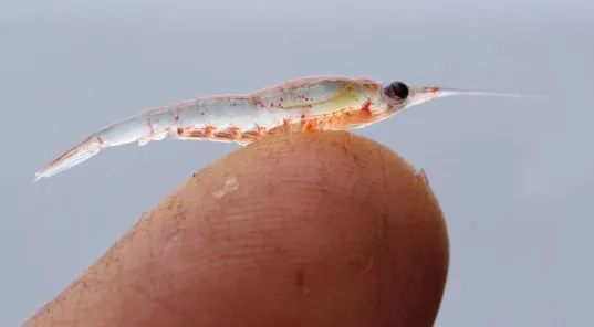 Watch Out Whales, Humans Want Your Krill
