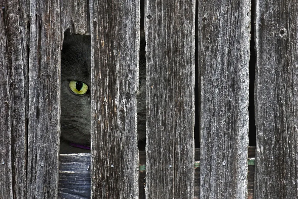 Animals Mistaken For Spies