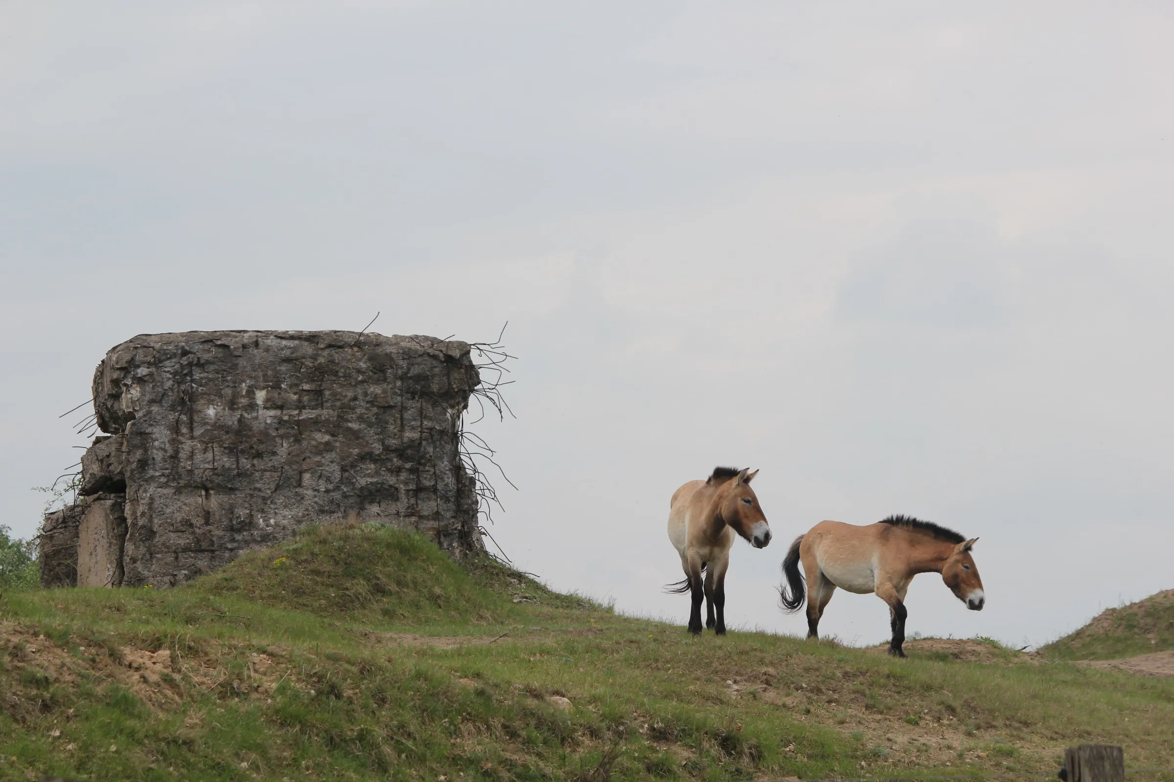 Anthropo-scene #6: Military Nature