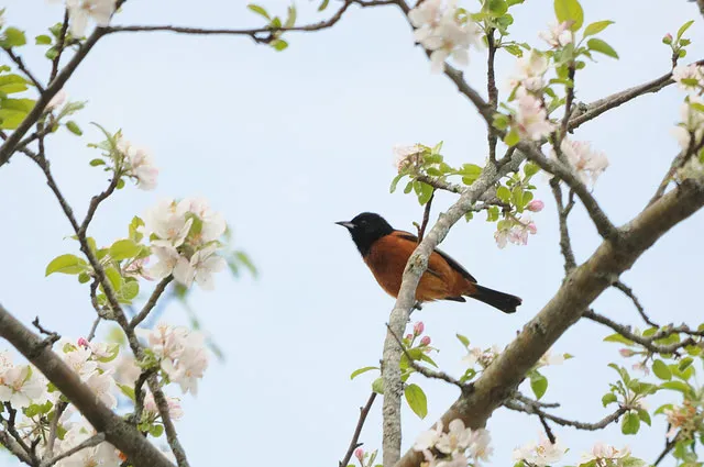 App Brings Big Data to Birdwatching