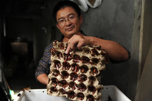 Cockroach Farms Do Big Business for Food and Pharmaceuticals