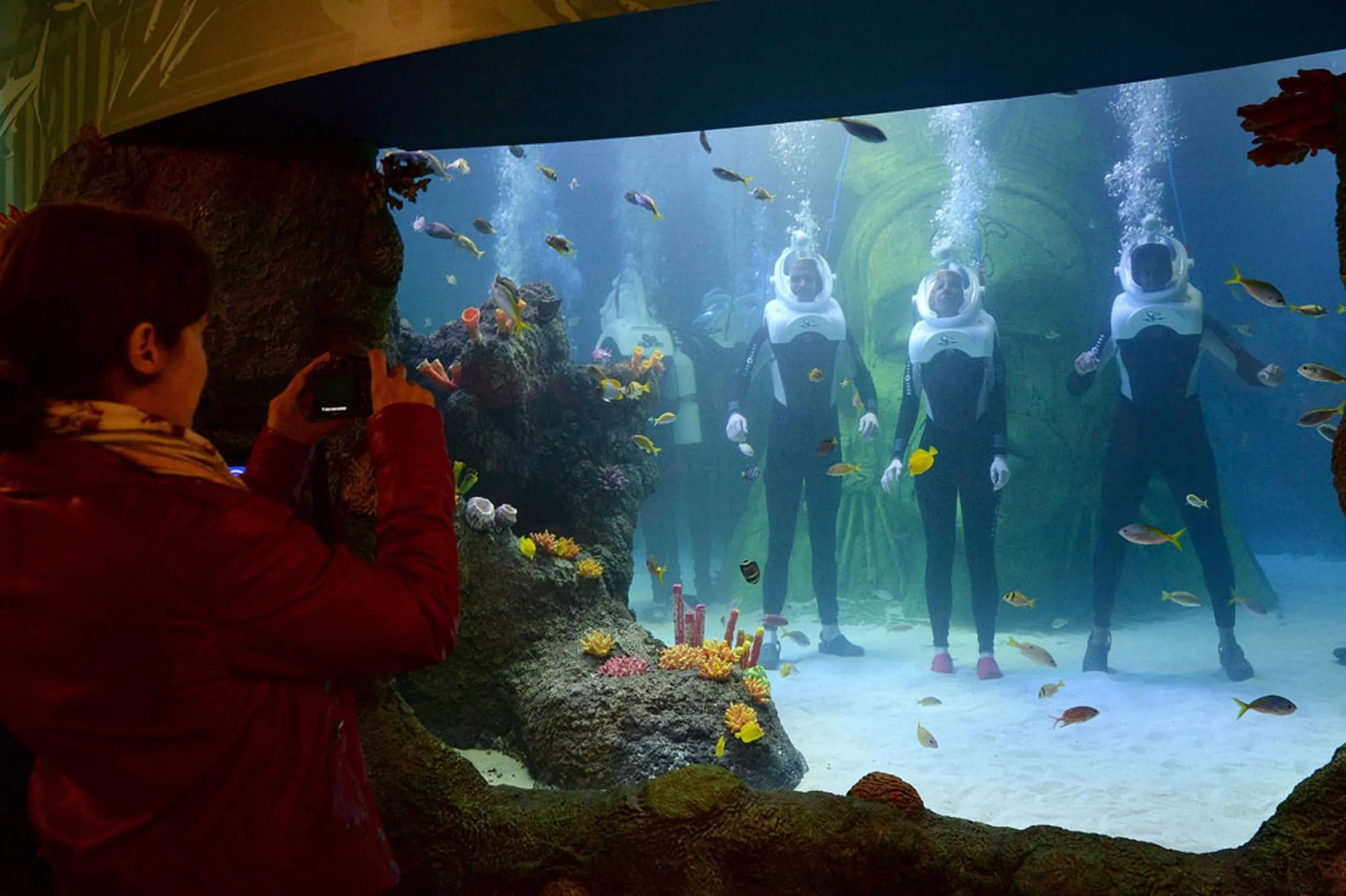 Diving with Sharks in a Shopping Center