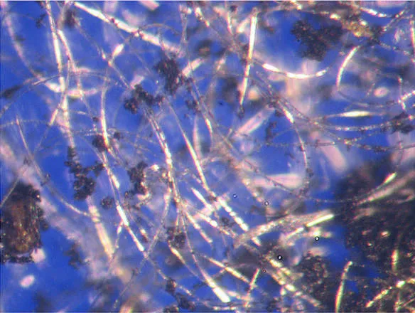 Electricity Travels Through Spider Web