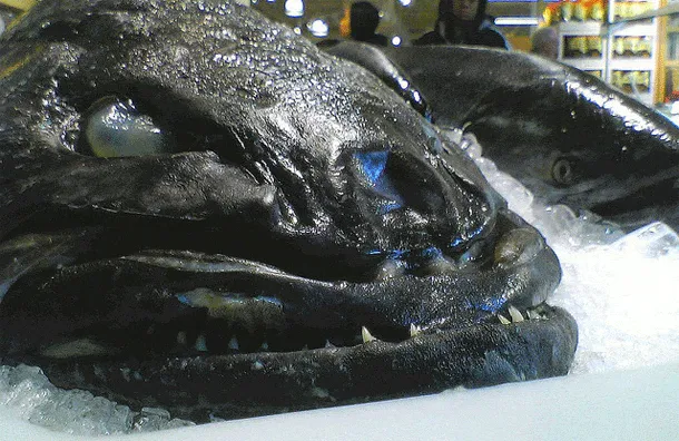 Food Familiarization #1: Semantic Tricks