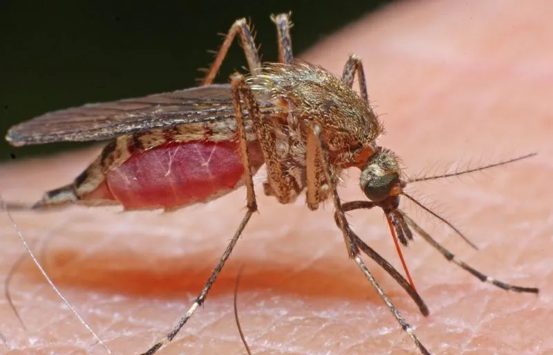 GM Mosquitoes: No Olfaction, No Sting
