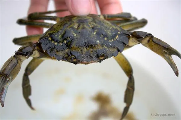 Invasive Crab Restores Damaged Habitat