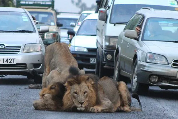 Lions Relax in Morning Traffic