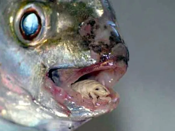 Meet The Tongue Parasite