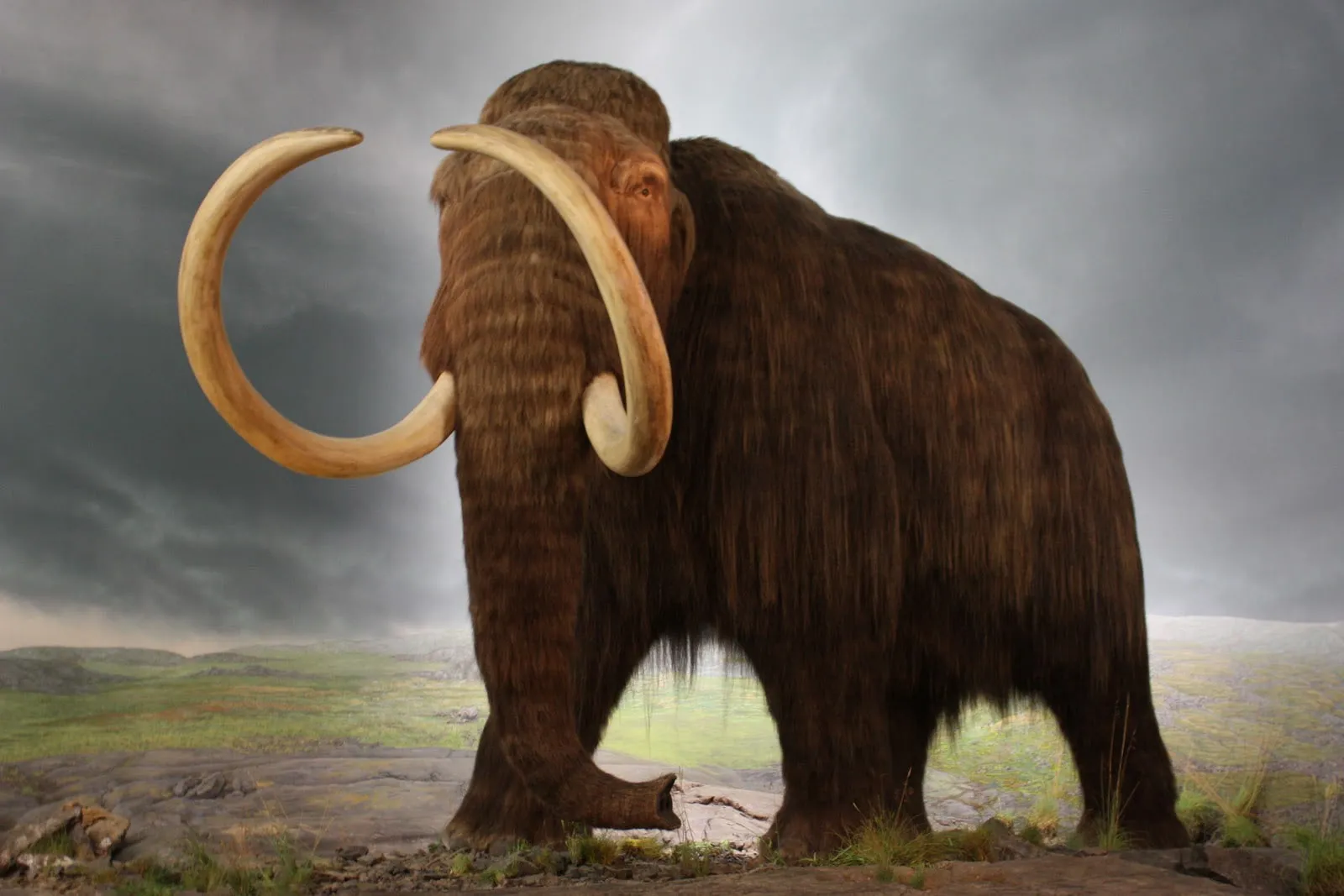 Moments in Meat History Part II- The Last Mammoths