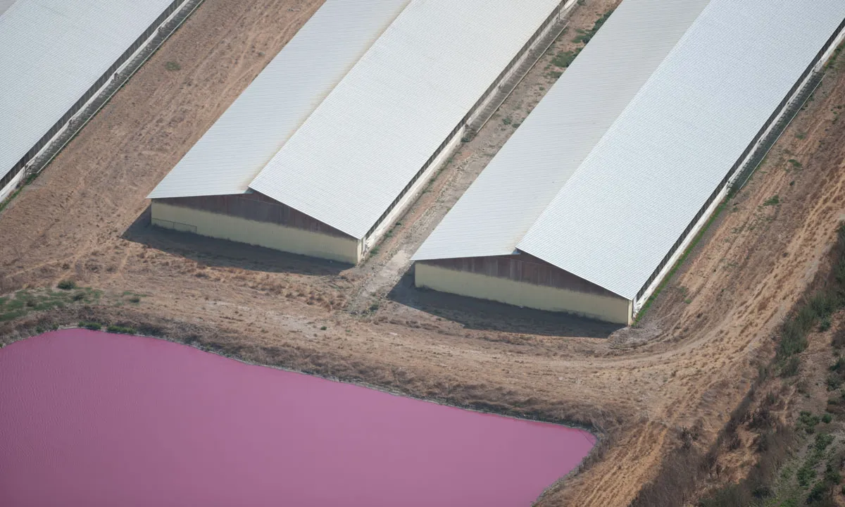 Moments in Meat History Part VII - Factory Farming