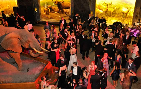 More than Fake Nature: The Surprising Sociology of Museum Taxidermy