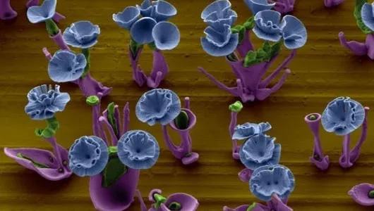 Nanoscale Bouquet of Flowers