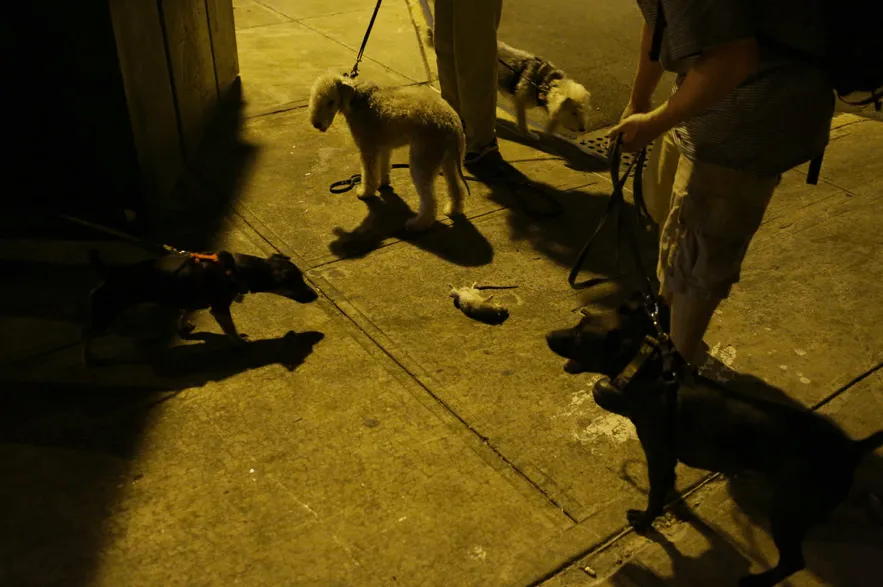 New York's Dogs Hunt for Dangerous Game: City Rats