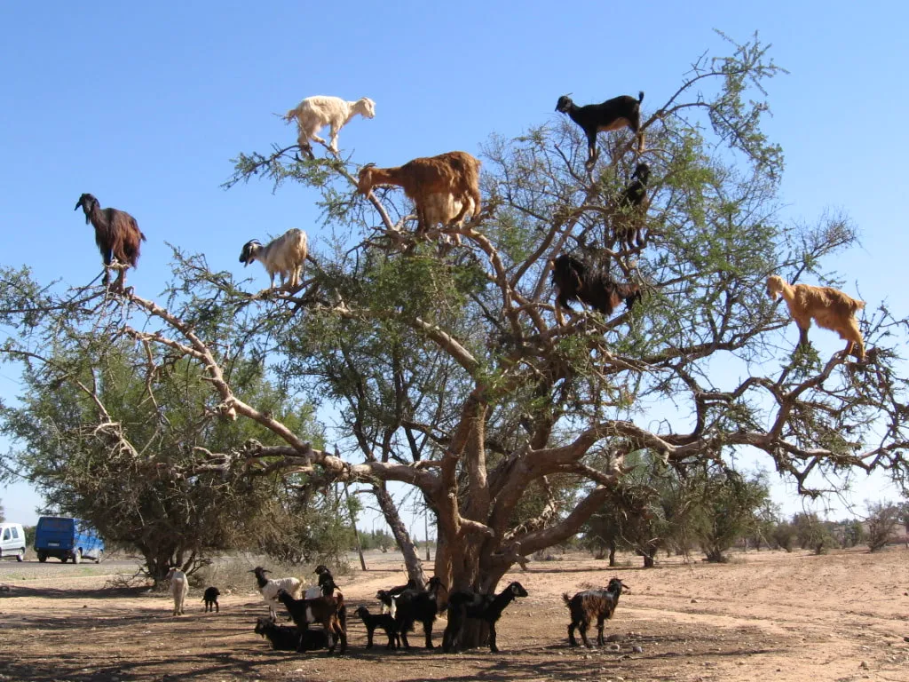 Next Natural Goats Adapt to Climb Trees