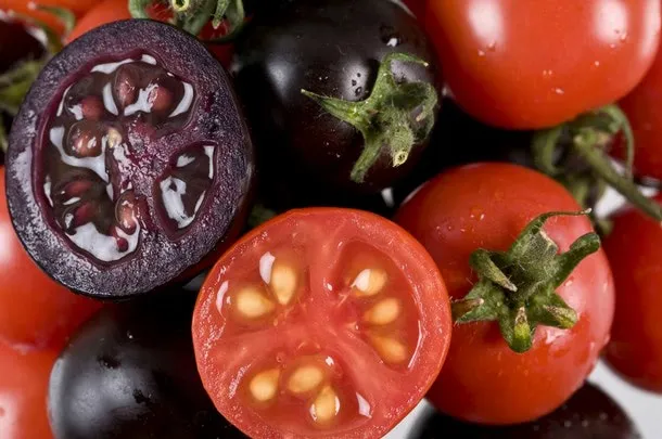 Purple GM Tomatoes Prevent Cancer