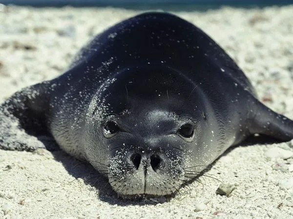 Are Hawaiian Monk Seals Natural? Not According to Some Hawaiians