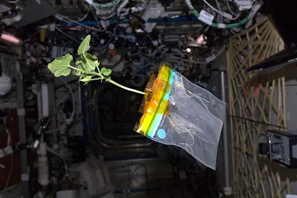 Space Farming for Astronauts