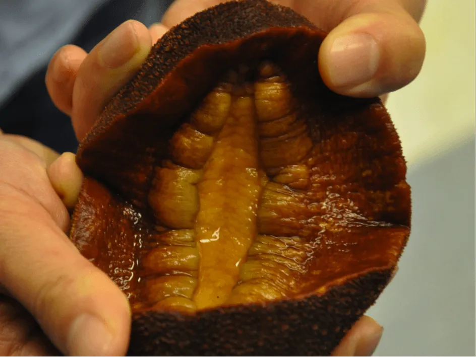 The Future of Solar Power? Snail Teeth!