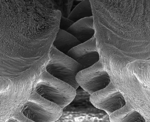 The Insect with Natural Mechanical Gears