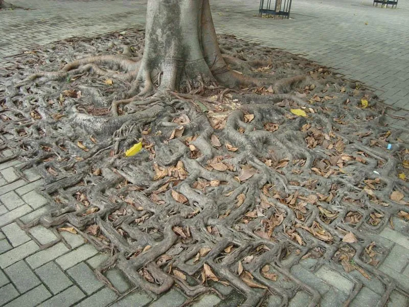 Tree Caught up in the Matrix