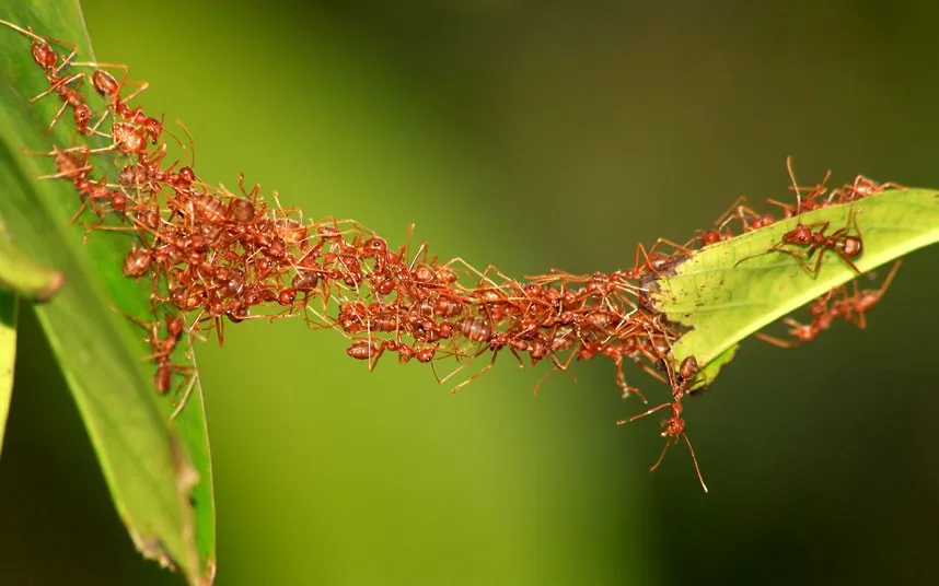 What Ant Colony Networks Can Tell Us About What’s Next for Digital Networks
