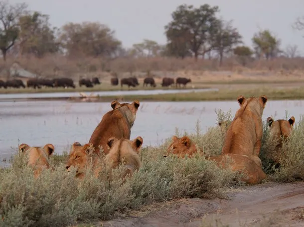 A Plan to Eliminate Predators