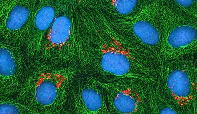 Artificial Cells Built From Silicon