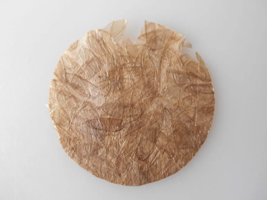 Bioplastic Made of Pressed Insect Shells