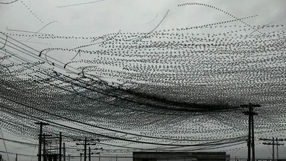 Flight Paths Of Birds Captured On Video