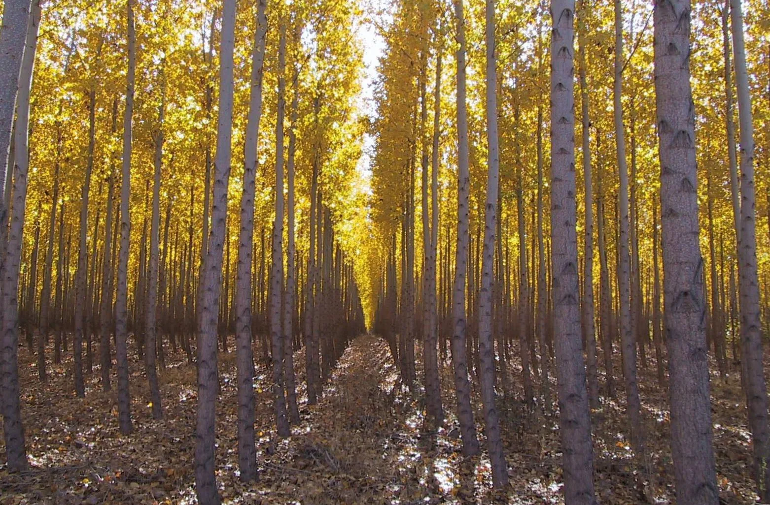 GMO Trees to Simplify Paper Production