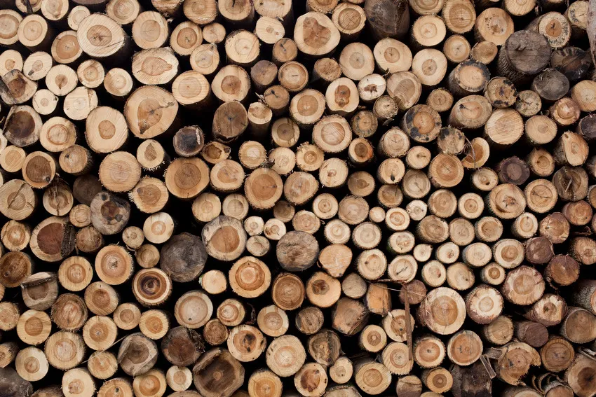 Lab-Grown Bread for Your In Vitro Burger