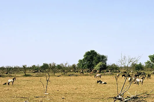 Next Nature and the Curse of Oil