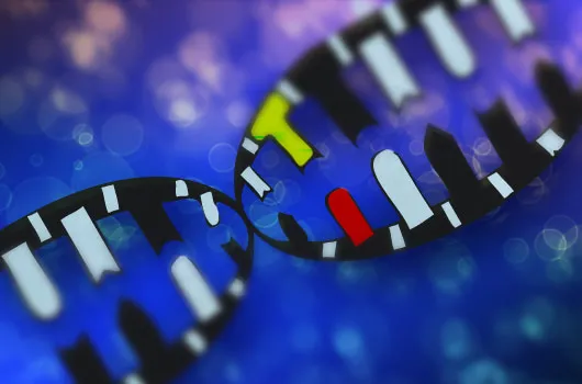 Stable Propagation of Next Natural DNA