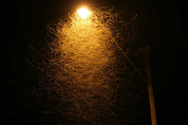 Street Lights Permanently Change the Ecology of Local Bugs