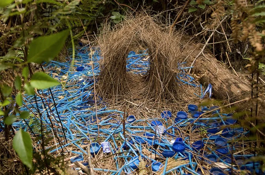 Bowerbirds' Plastic Love Nest