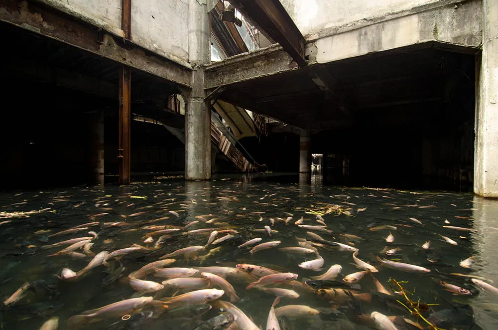 Urban Aquarium in an Abandoned Mall