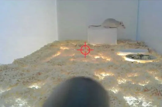 Art Experiment Allows to Kill with a Click