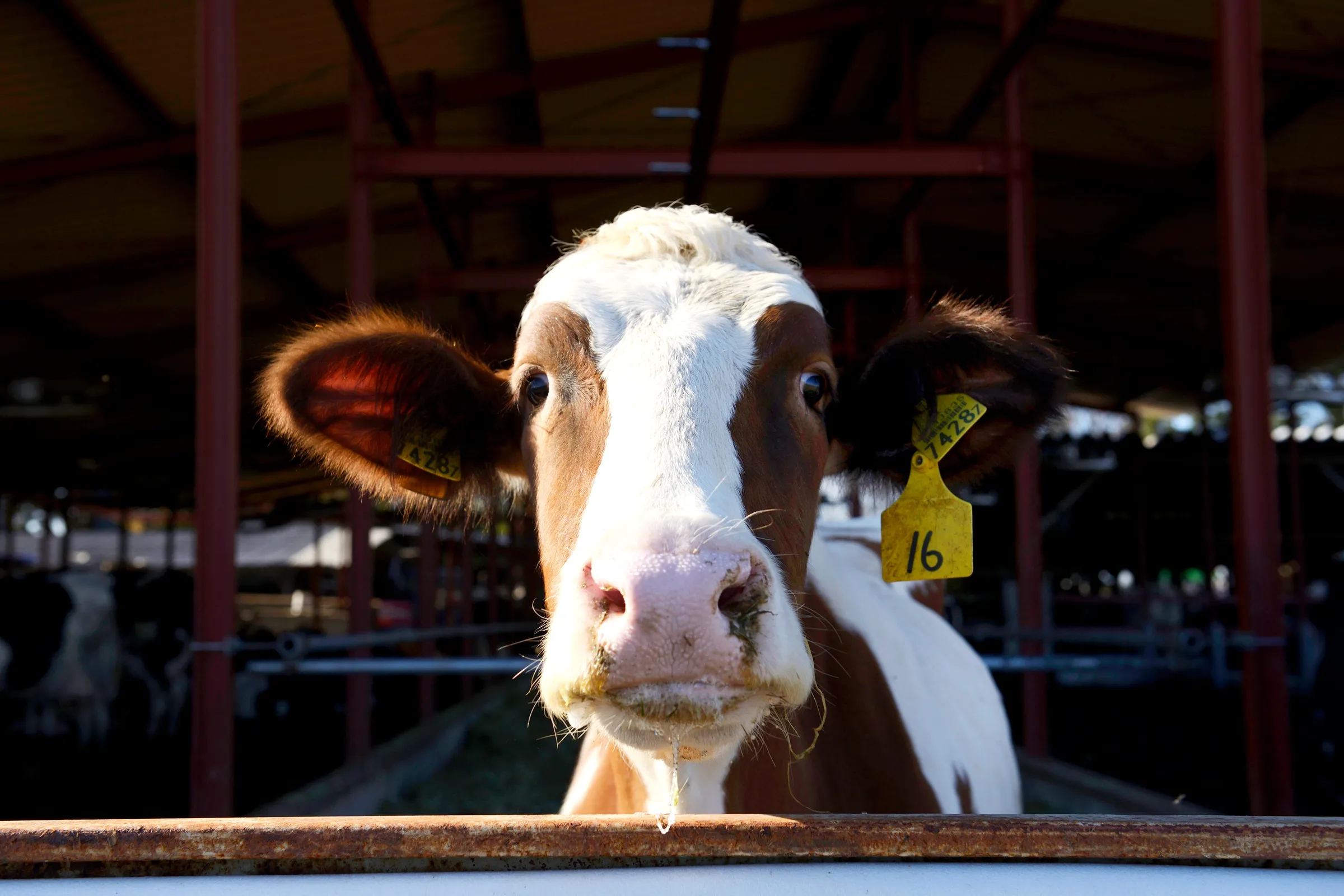 From the Super Muscular Pig to the Hypoallergenic Cow: New GMOs May Soon Be on Your Plate