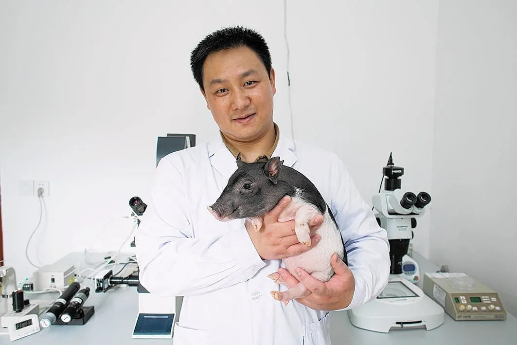 Gene-Edited Micropigs Will Be Soon Sold As Pets