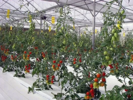 Soil-Free Farming in the Desert