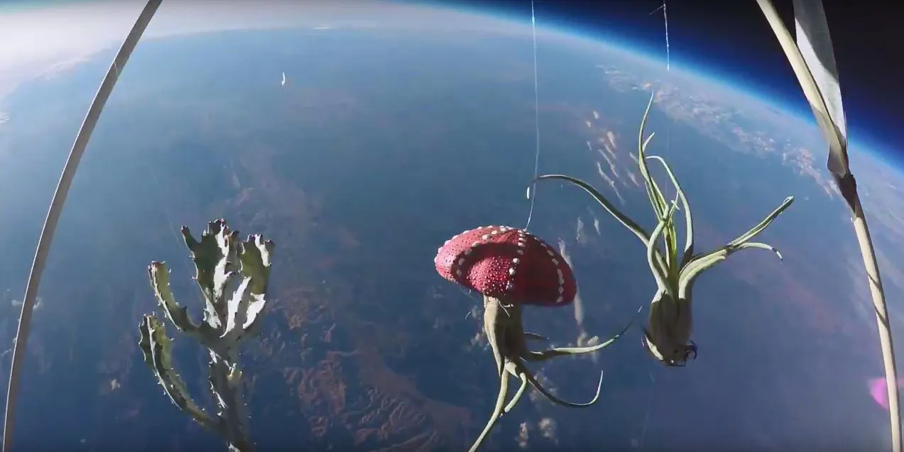 Stratospheric Sky Garden with Proto Life