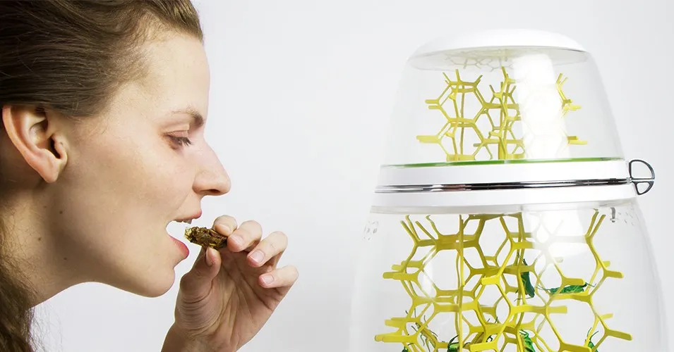 The art of growing grasshoppers